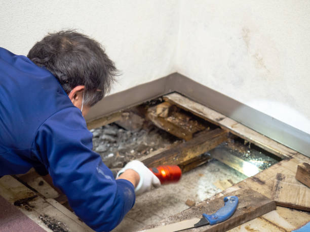 Best Residential Mold Removal  in Walker Valley, NY