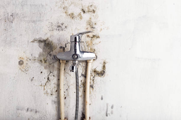 Best Mold Removal Company Near Me  in Walker Valley, NY