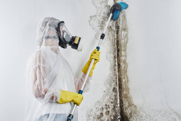Best Mold Damage Repair  in Walker Valley, NY