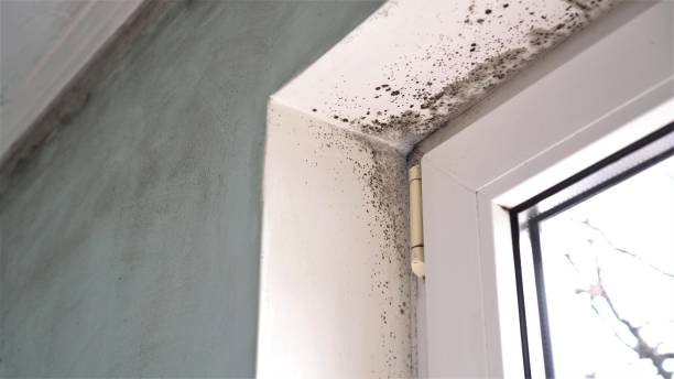 Best Local Mold Removal Service  in Walker Valley, NY