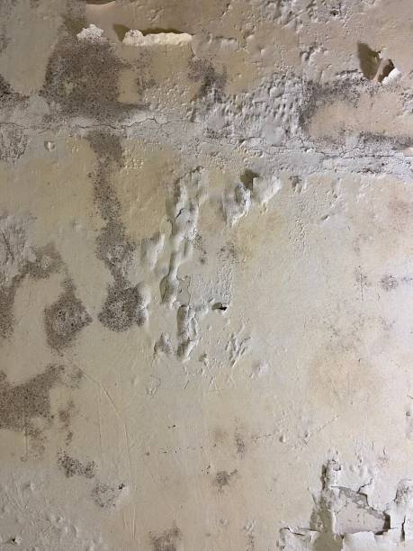 Best Mold Removal and Inspection  in Walker Valley, NY
