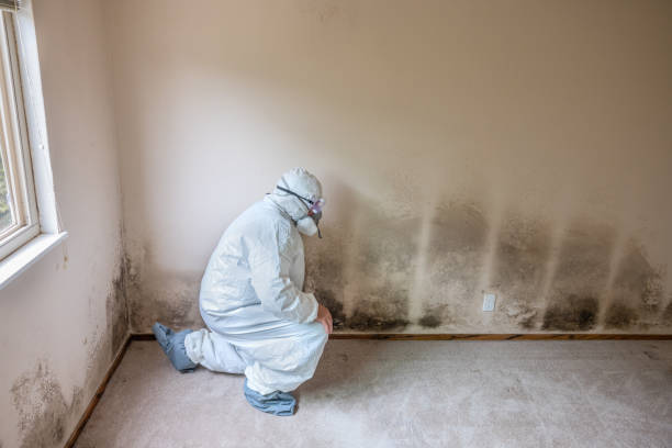 Best Residential Mold Removal  in Walker Valley, NY