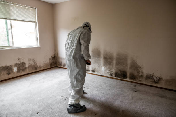 Best Black Mold Removal  in Walker Valley, NY