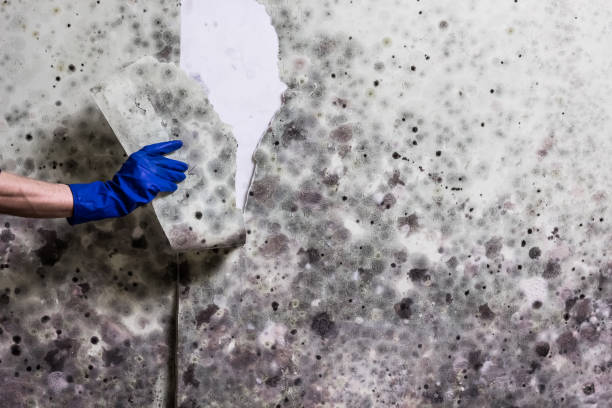 Best Mold Testing  in Walker Valley, NY